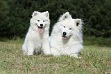 SAMOYEDE 053